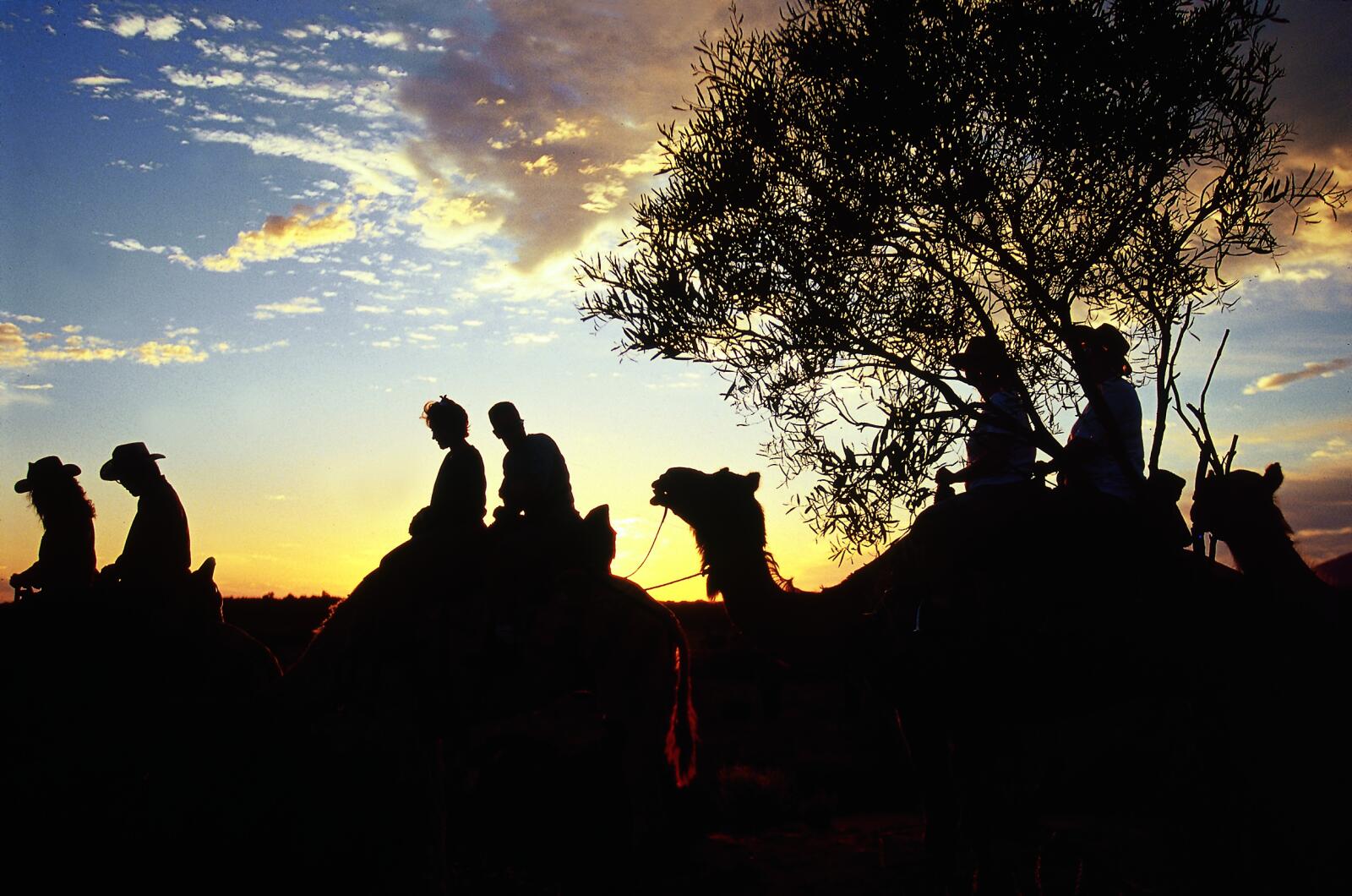 Camel Tours At Night