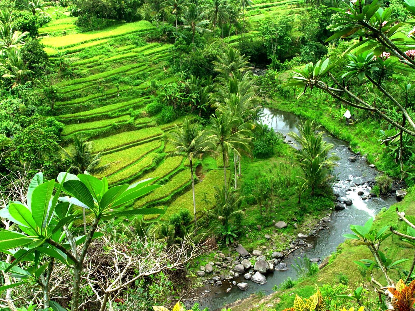 Ubud Valley View
