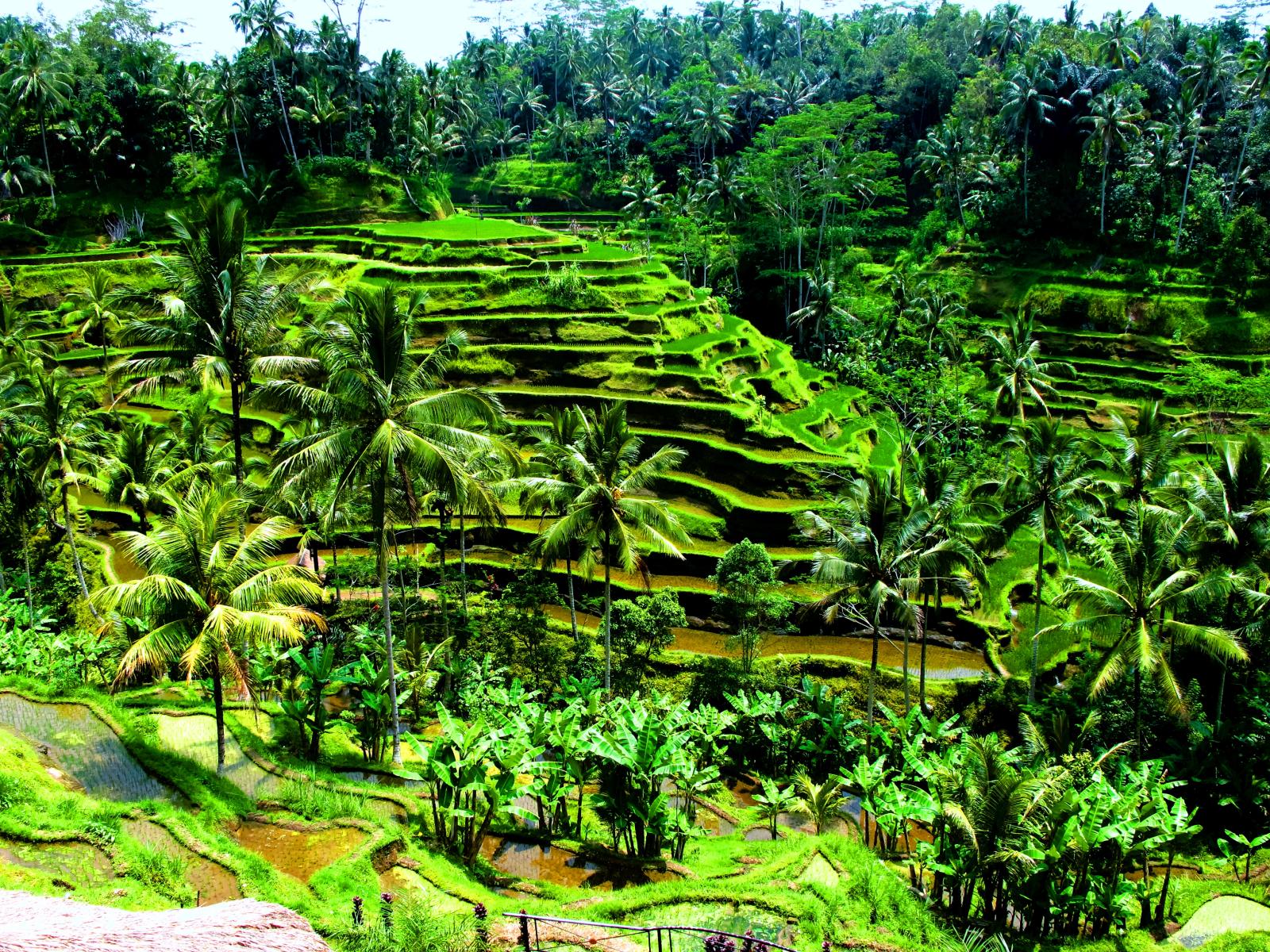 Rice Terrace in Ubud