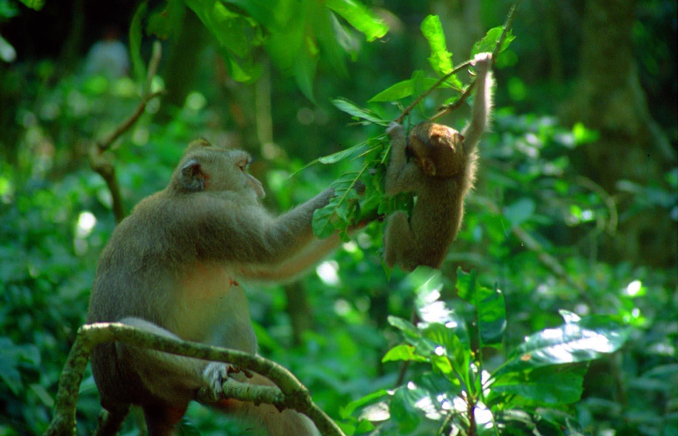 Monkey Forest
