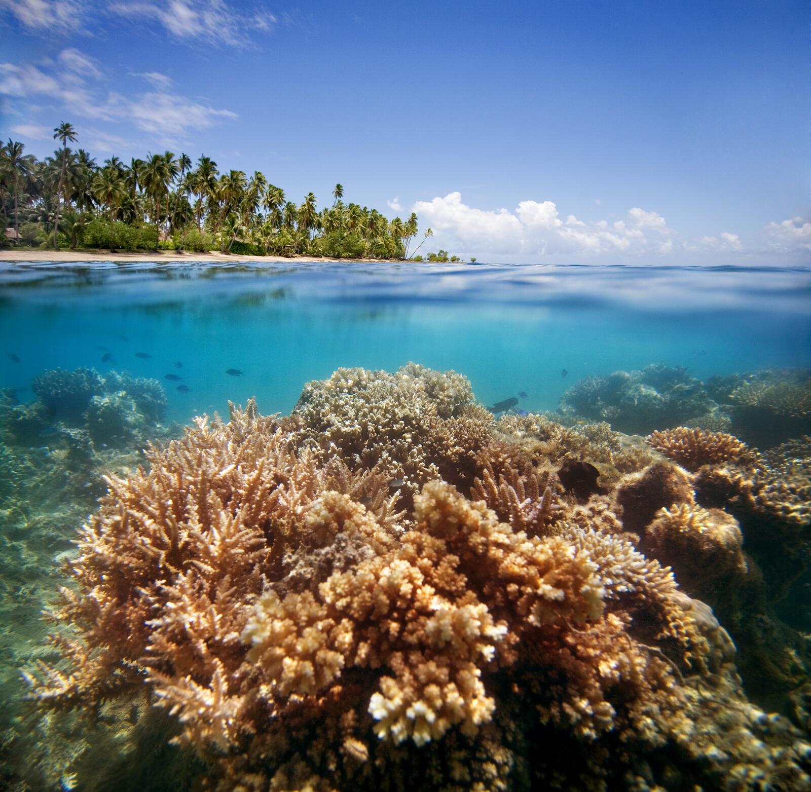 Reef