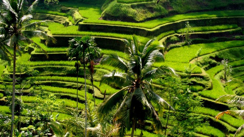 Rice Terrace in Ubud