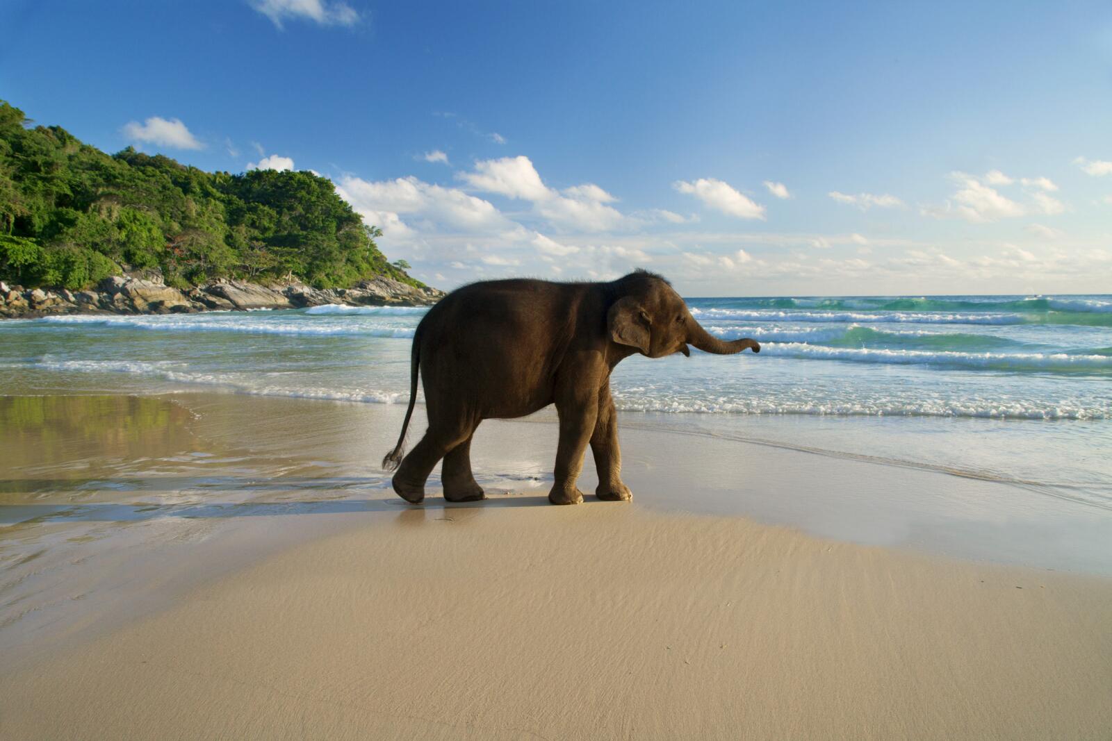 Baby elephant