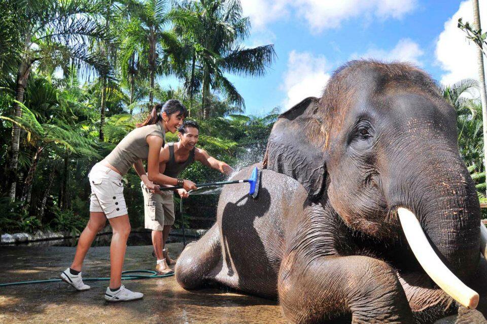 Elephant Bathing Program