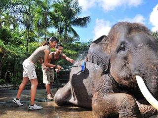 Elephant Bathing Program