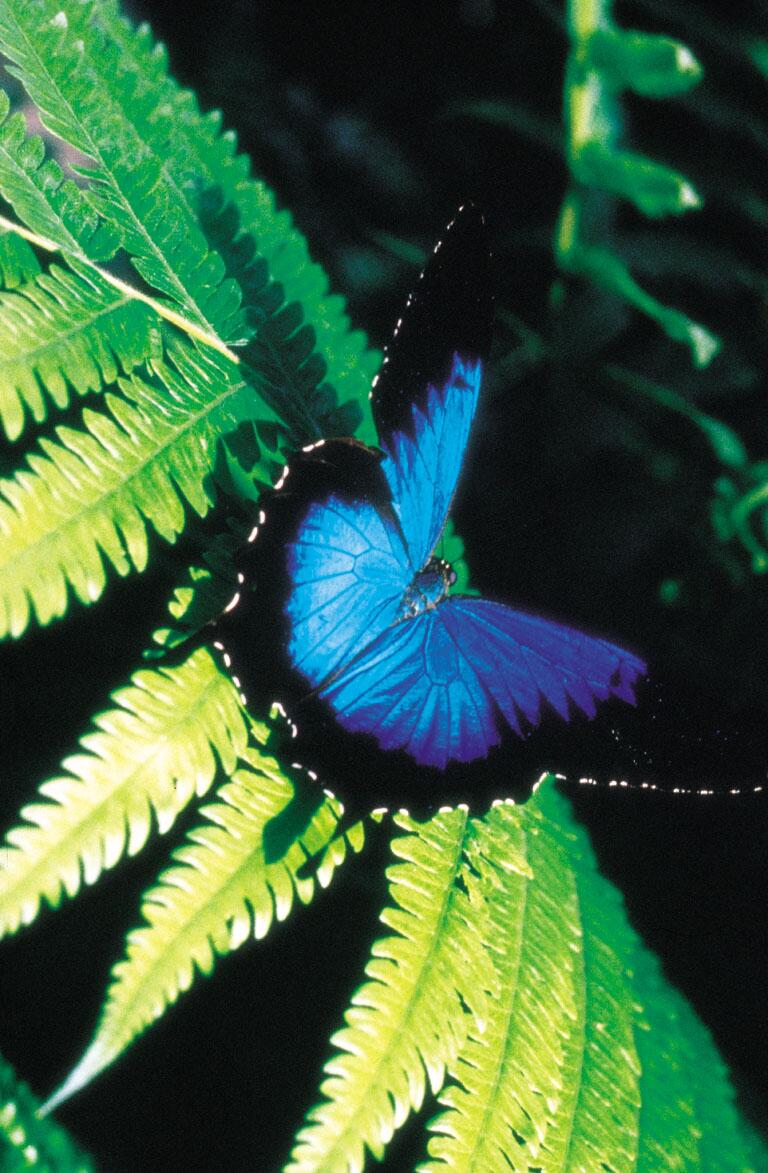 Daintree Rainforest