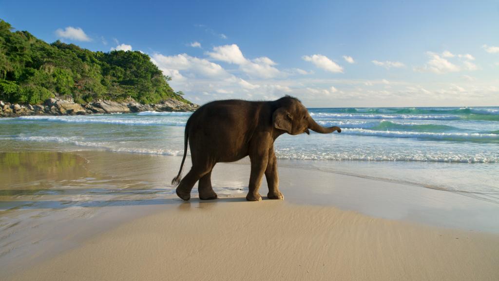 Baby elephant