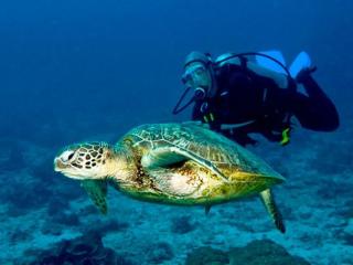 Diving & Turtle