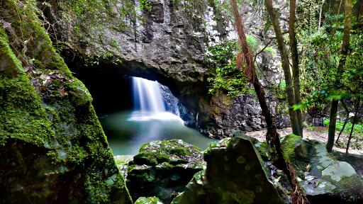 Natural Bridge & Springbrook Waterfalls Tour
