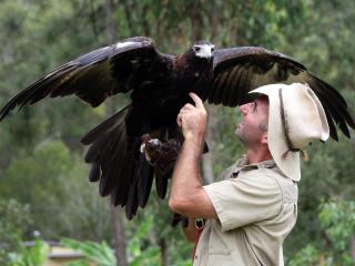 Birds of Prey Show