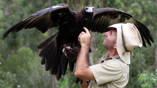 Birds of Prey Show