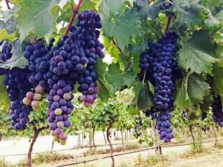 Canungra Valley Vineyards