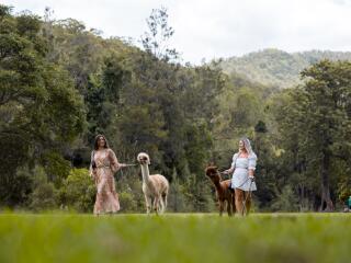 Canungra Valley Vineyards Alpaca Walks