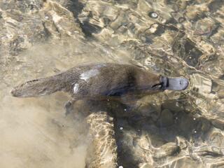 Canungra Valley Vineyards - Platypus