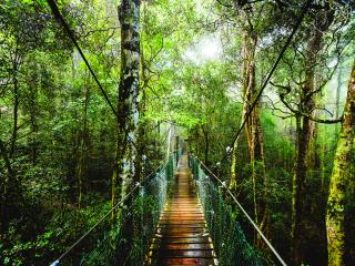 Tree Top Walk