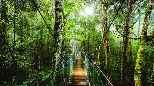 Tree Top Walk