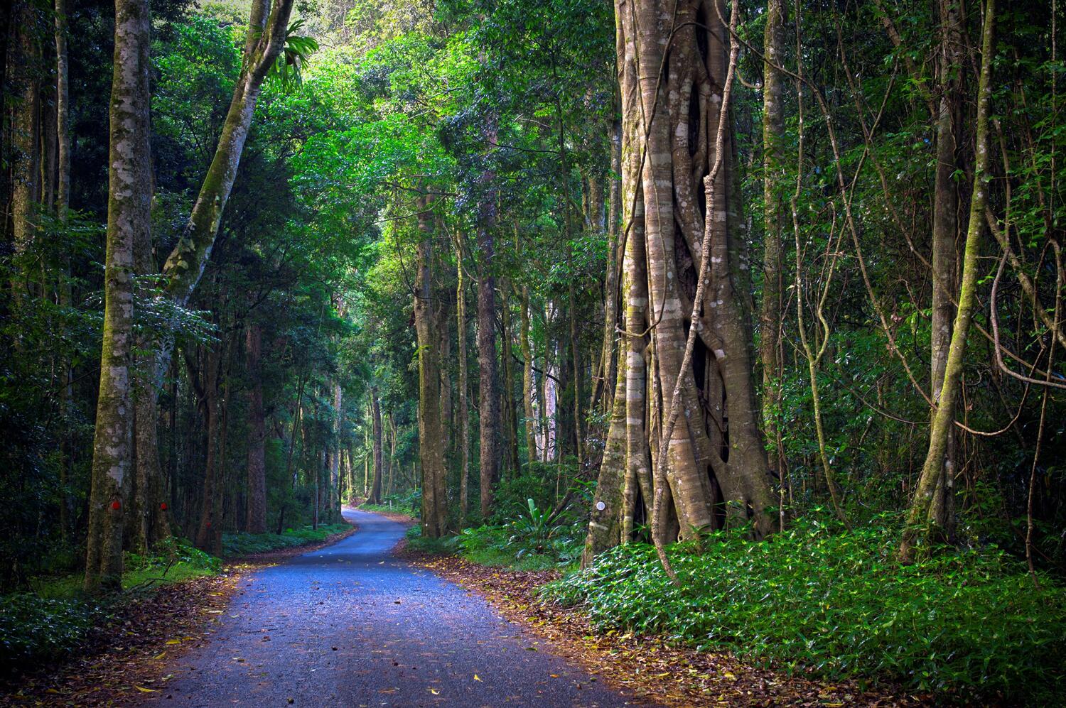 O'Reillys & Lamington National Park