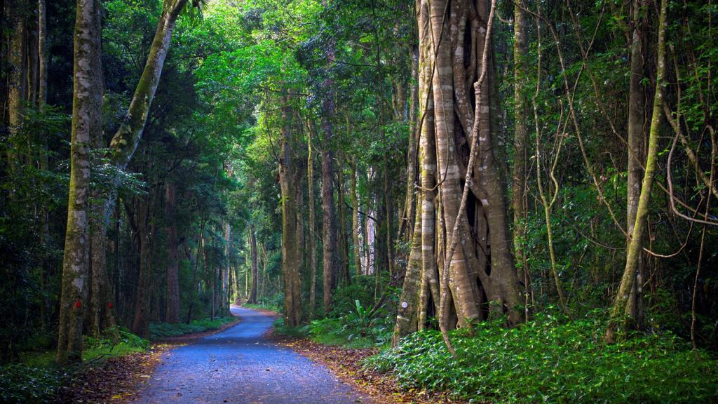 Lamington National Park