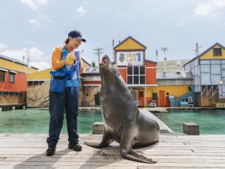 Seal Guardians - Sea World