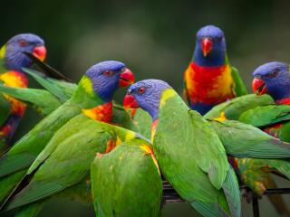 Lorikeets