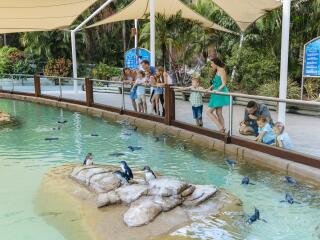 Sea World Penguin Point