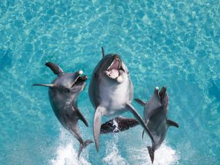 Sea World Dolphins