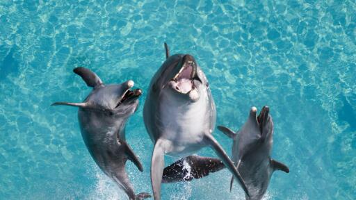 Sea World Dolphins