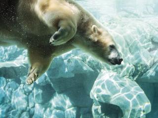 Sea World Polar Bear