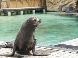 Sea World Seal