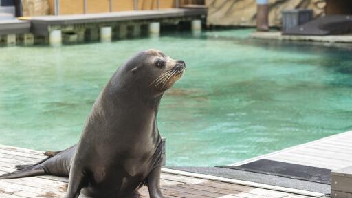 Sea World Seal