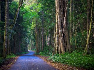 O'Reillys & Lamington National Park