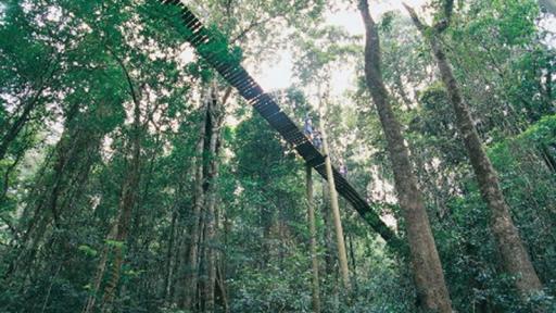 Tree Top Walk