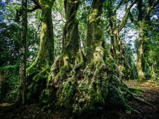 3000 year old Beech Trees