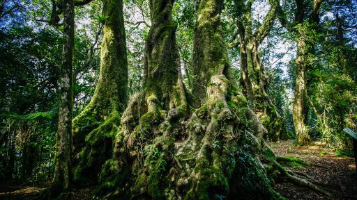 3000 year old Beech Trees