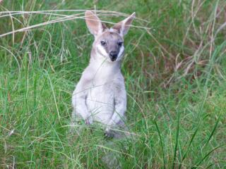 Pademelon