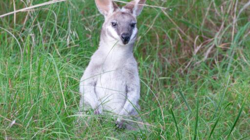 Pademelon