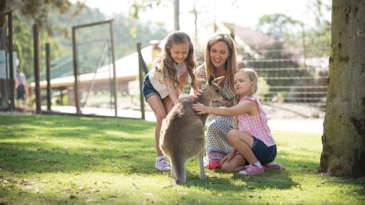 Paradise Country Kangaroos