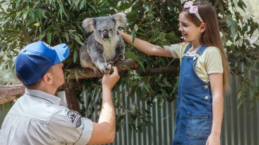 Paradise Country Koala Encounter