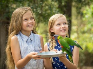 Paradise Country Lorikeet