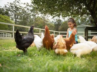 Paradise Country Nursery Chickens