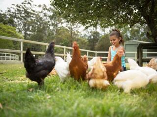 Paradise Country Nursery Chickens