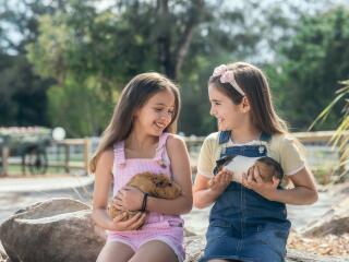 Paradise Country Nursery Guinea Pigs