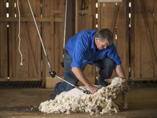 Paradise Country - Sheep Shearing