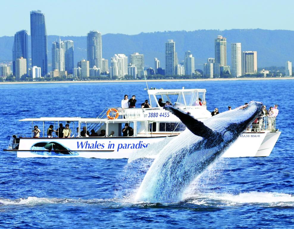 whale tour gold coast