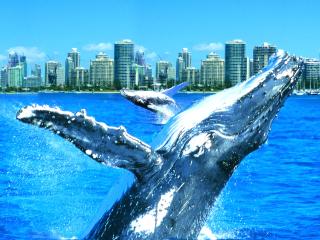 Whales in Paradise - Whale Watching Tour