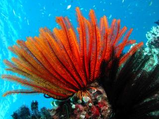 Coral at Moore Reef