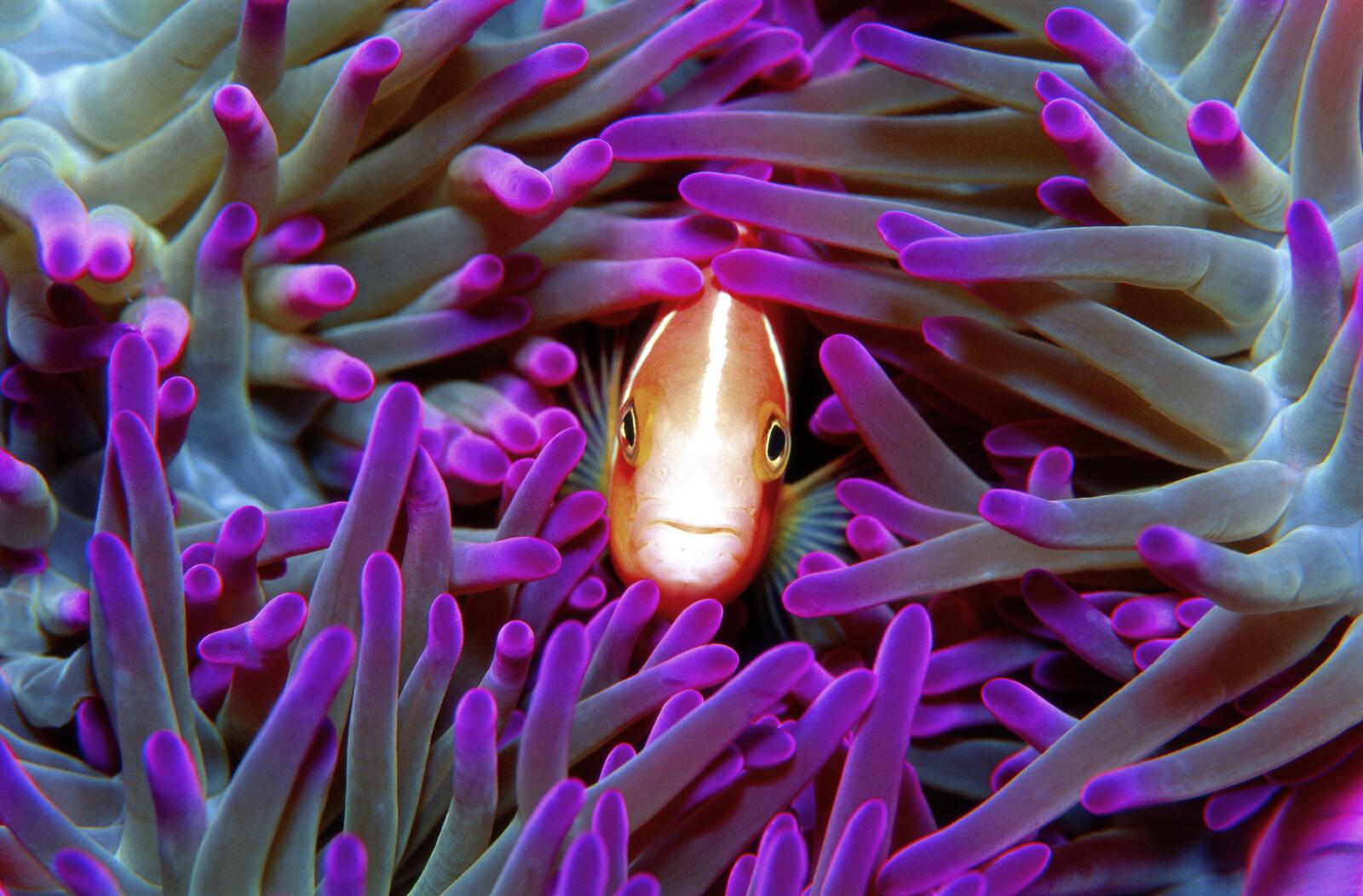 Great Barrier Reef