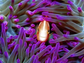 Great Barrier Reef Adventure