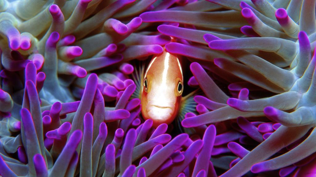 Great Barrier Reef Adventure