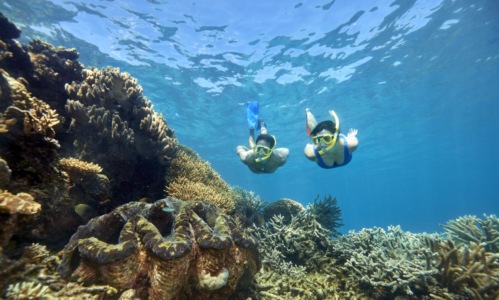 Quicksilver Outer Reef Cruise Snorkeling